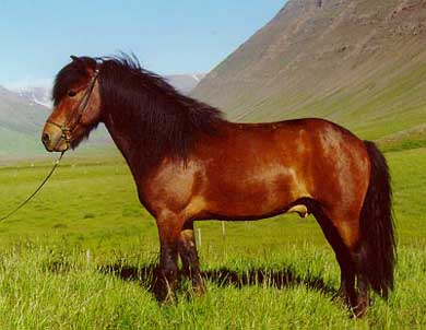 Icelandic Horse.