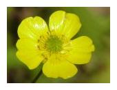 Buttercup