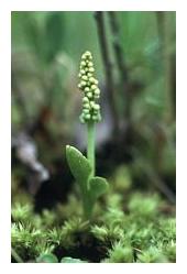 Little grape fern