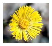 Coltsfoot