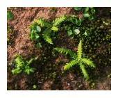 Deer fern